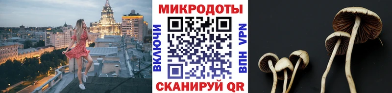 Галлюциногенные грибы Psilocybe  как найти закладки  Черногорск 